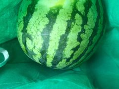 -西郊国际农产品交易中心