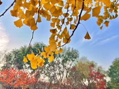 -长白岛森林公园