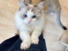 -有喵·猫咖·狗咖·40+猫狗有小奶狗(岗厦店)