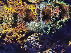 -上海海洋水族馆