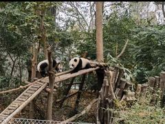 -成都动物园
