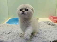 -东方名猫馆·英短金渐层布偶猫舍(环线广场1号楼店)