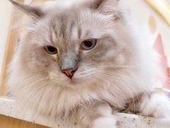 -滚猫咖啡·猫咖·猫友好撸猫(未来城店)