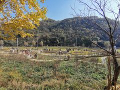 -千年银杏谷文化旅游区