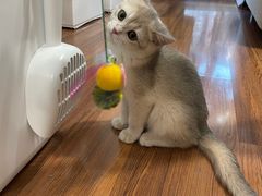 -猫大福·Fortune Cat猫舍(百子湾店)