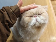 -滚猫咖啡·猫咖·猫友好撸猫(未来城店)