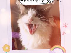 -猫大福·Fortune Cat猫舍(百子湾店)