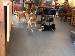 -柴源莊·柴小宠柴犬咖啡