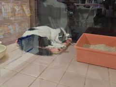 -FAELING PETS美天灵宠物(富力广场店)