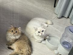 -纳吉亚猫专科动物诊疗中心(蒋宅口分院)