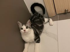 -lincat·猫舍(广州店)