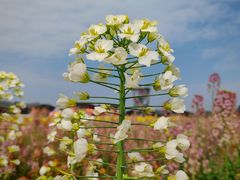 -中国天府农业博览园