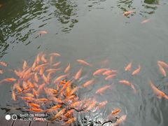 -枫香湖儿童公园