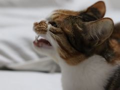 -四月宠物医院·猫专科·心脏专科·内科(转塘店)