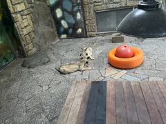 -上海野生动物园