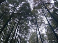 -山王坪喀斯特国家生态公园
