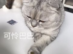 -喵的天空名猫咖啡馆·撸猫·猫舍·用品
