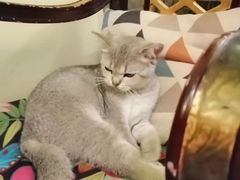 -猫色咖啡·猫咖