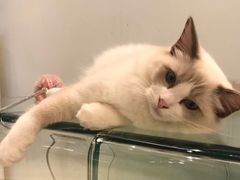 -momokira米努特·德文卷毛猫·棉花面纱犬