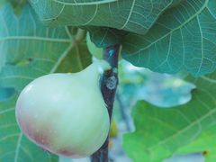 -武汉世外桃源农庄