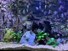 -上海海洋水族馆