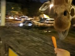 -清迈夜间动物园