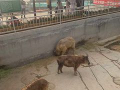 -西霞口神雕山野生动物世界