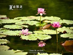 -上海辰山植物园