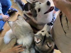 -Husky Go! 哈士奇体验馆·宠物咖啡厅狗咖