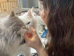 -Heymao猫咖.咖啡厅(东门店)