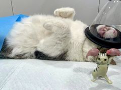 -荔康动物医院(康王北路店)