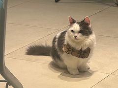 -怪兽屋·羊驼·猫咖·狗咖(俊华广场店)