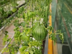 -兰陵国家农业公园