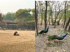 -北京麋鹿生态实验中心