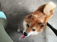 -柴犬高等学院·狗咖·柴犬售卖·宠物训练