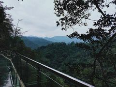 -九龙江国家森林公园