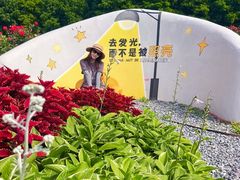 -荷兰花海