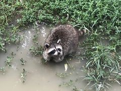 -常州淹城野生动物世界