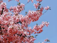 -上海辰山植物园