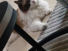 -伟伟宠物医院·CT影像中心·瑞派犬猫综合性门诊(汉口总院)