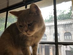 -more than meow吴止猫主题餐厅(承德 中船汇店)