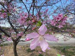 -天适樱花悠乐园