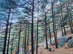 -泰山风景名胜区