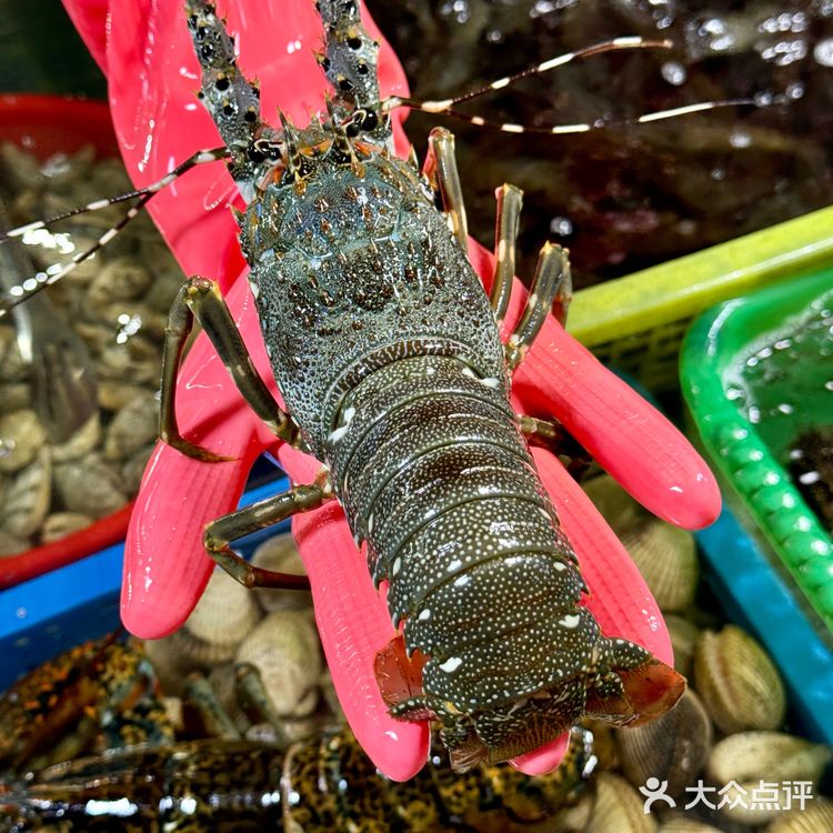 小青龙，大螃蟹，生蚝，鲍鱼，海螺！这一堆才花了三百多