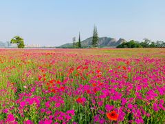 -西山漾湿地公园