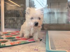 -翊宠yipet猫狗购宠庄园犬舍•猫舍