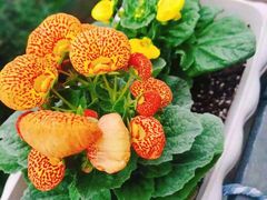 -双季花艺园艺市场(浦东店)