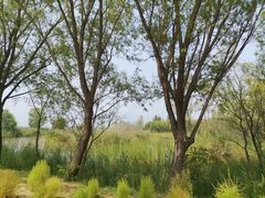 -野鸭湖国家湿地公园