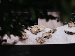 -Oyster Talks 四度蚝法餐厅