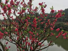 -南国桃园旅游度假区